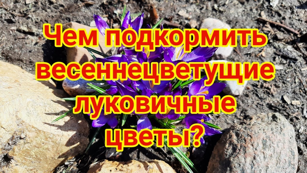 Лучшие варианты подкормки цветов весной