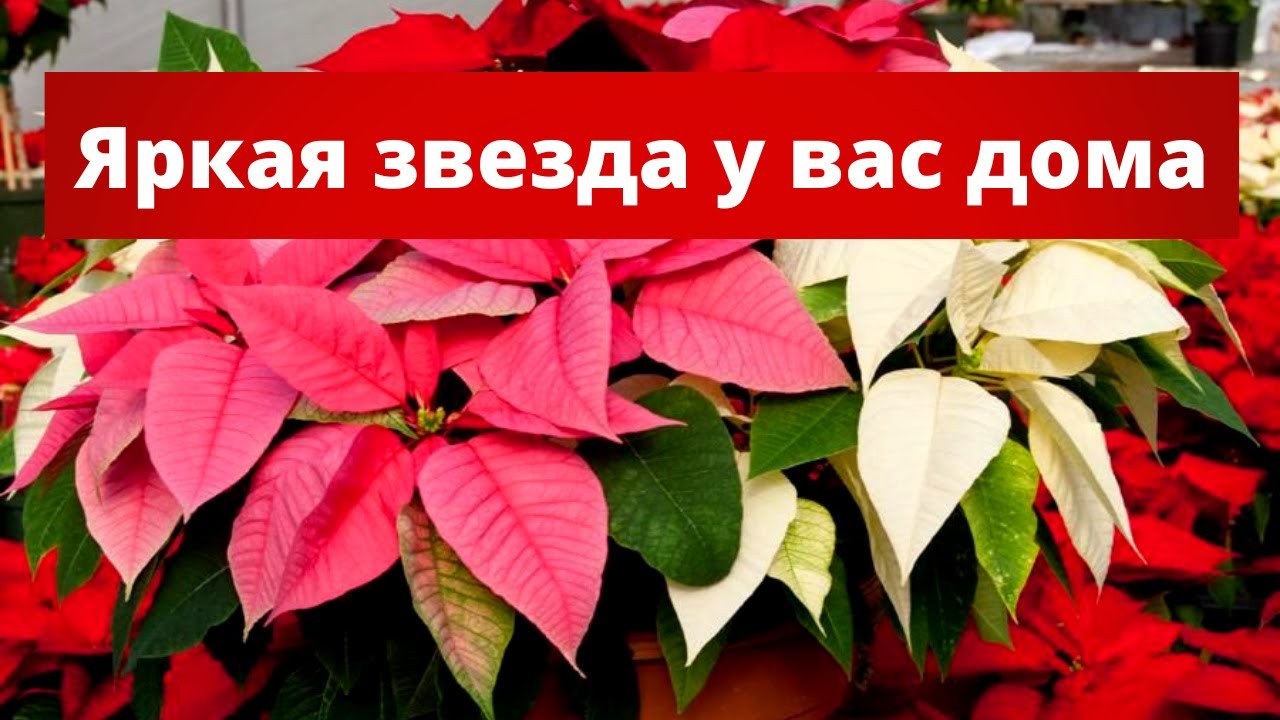 Уход за рождественской звездой в домашних условиях – секреты и правила