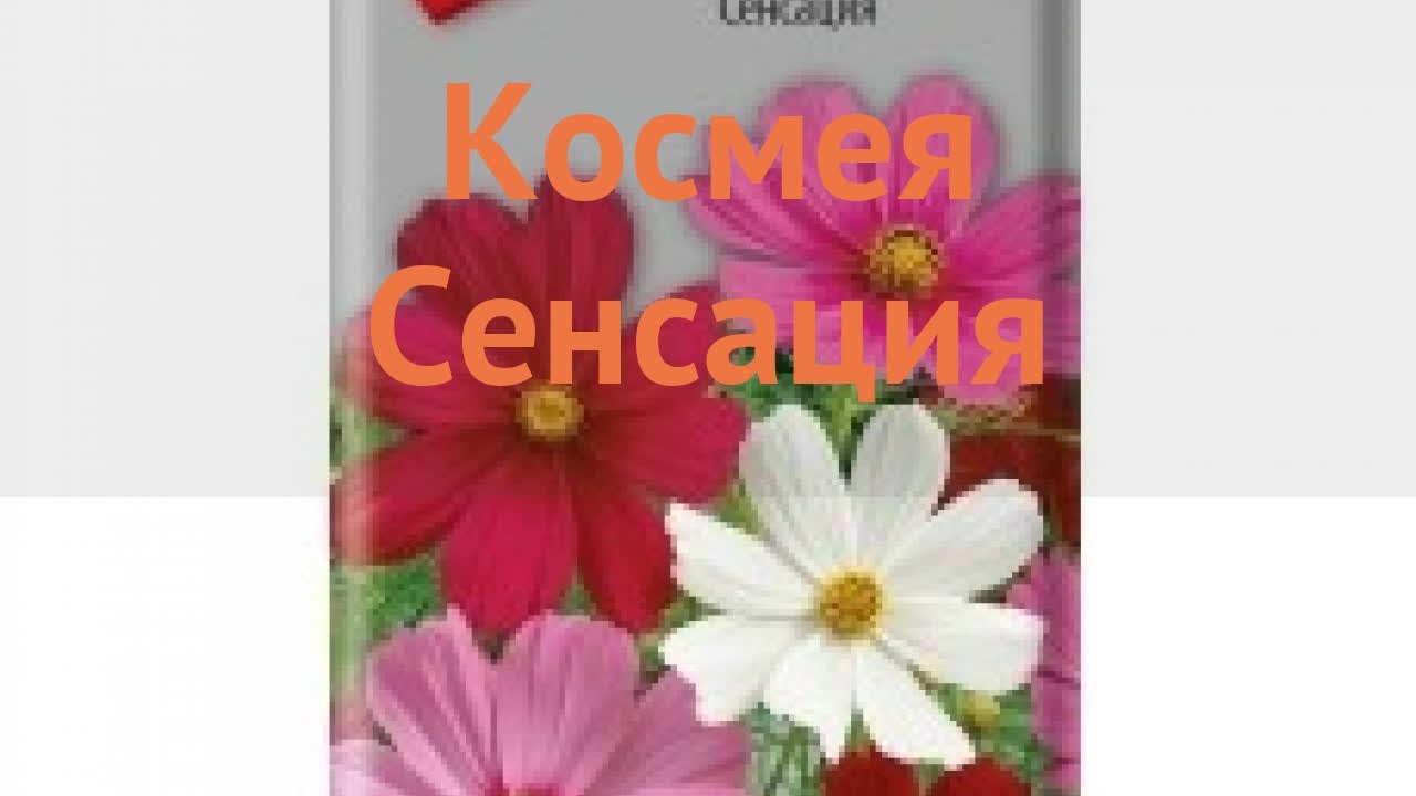 Космея – сенсация выращивания из семян и правильное время для посадки